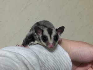 フクロモモンガ クラシック