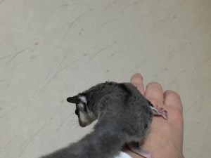 フクロモモンガの背中