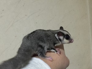 フクロモモンガのベビー