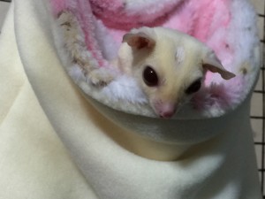 フクロモモンガ