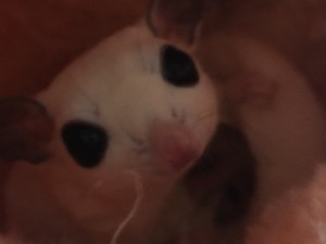 フクモモの子育て