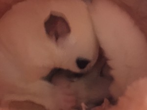 モザイクのママとベビー