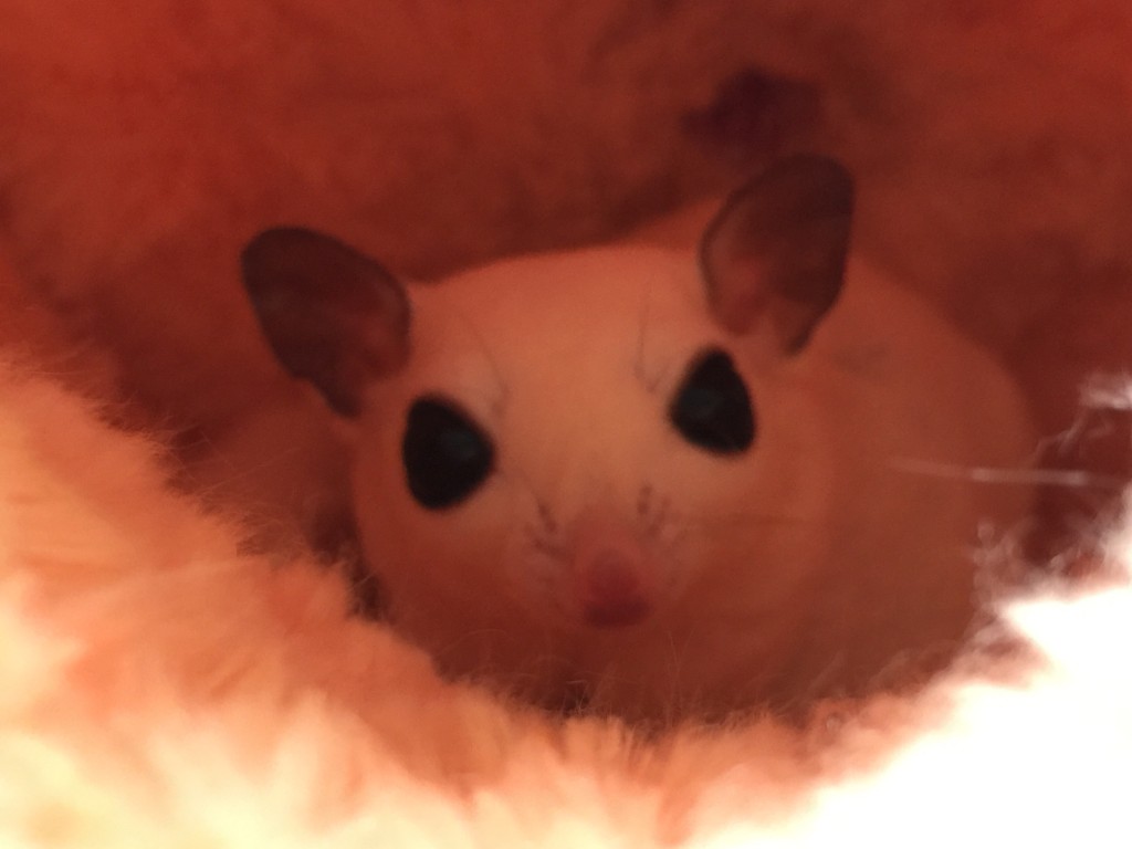 フクロモモンガ モザイクの女の子