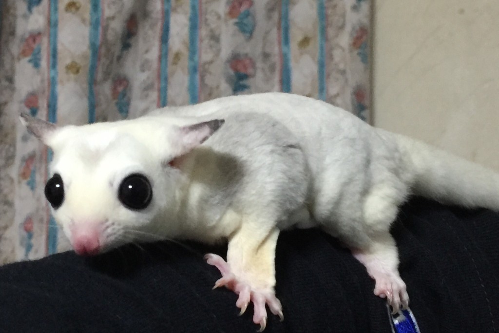 フクロモモンガのモザイク