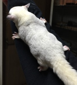 フクモモ・モザイク