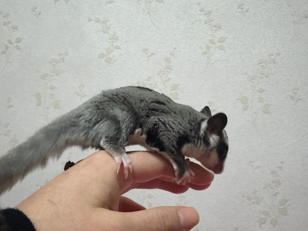 フクロモモンガ クラシックhetリューシ