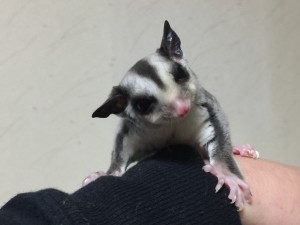 Sugar Glider