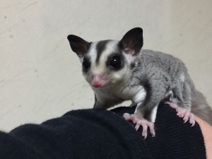 クラシック%ヘテロリューシスティック