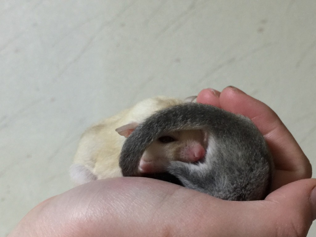 クリミノとホワイトフェイス