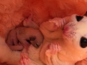 フクロモモンガ