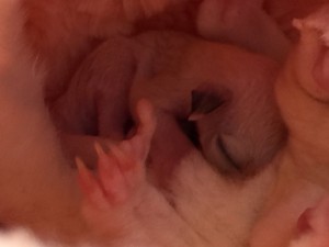 フクロモモンガ ベビー