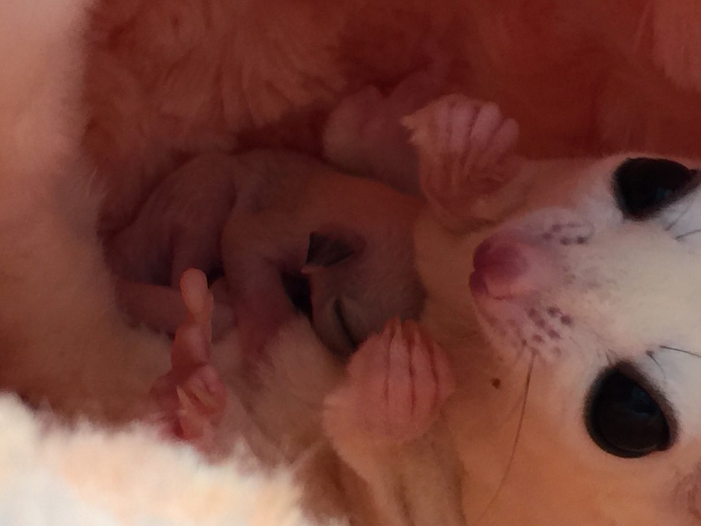 フクロモモンガ モザイクの親子