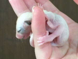 フクロモモンガ モザイクのベビー