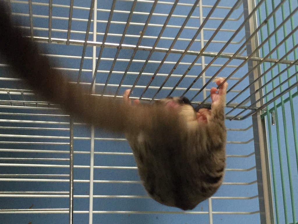 フクロモモンガのケージ