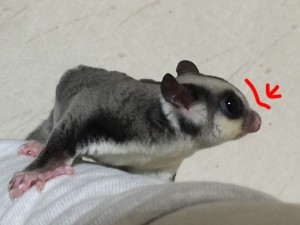 フクロモモンガのぷっくりした鼻