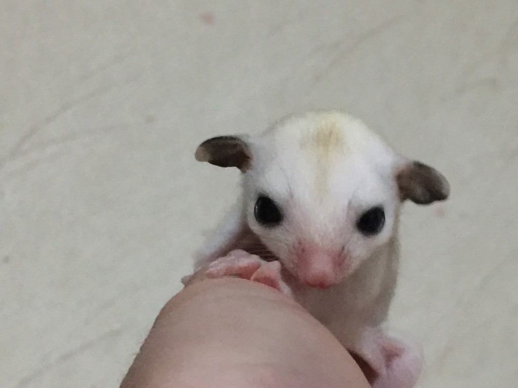 フクロモモンガ モザイク