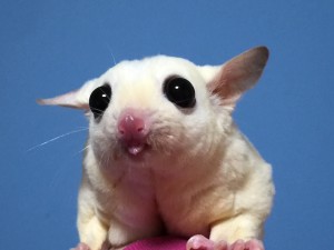 フクロモモンガの舌