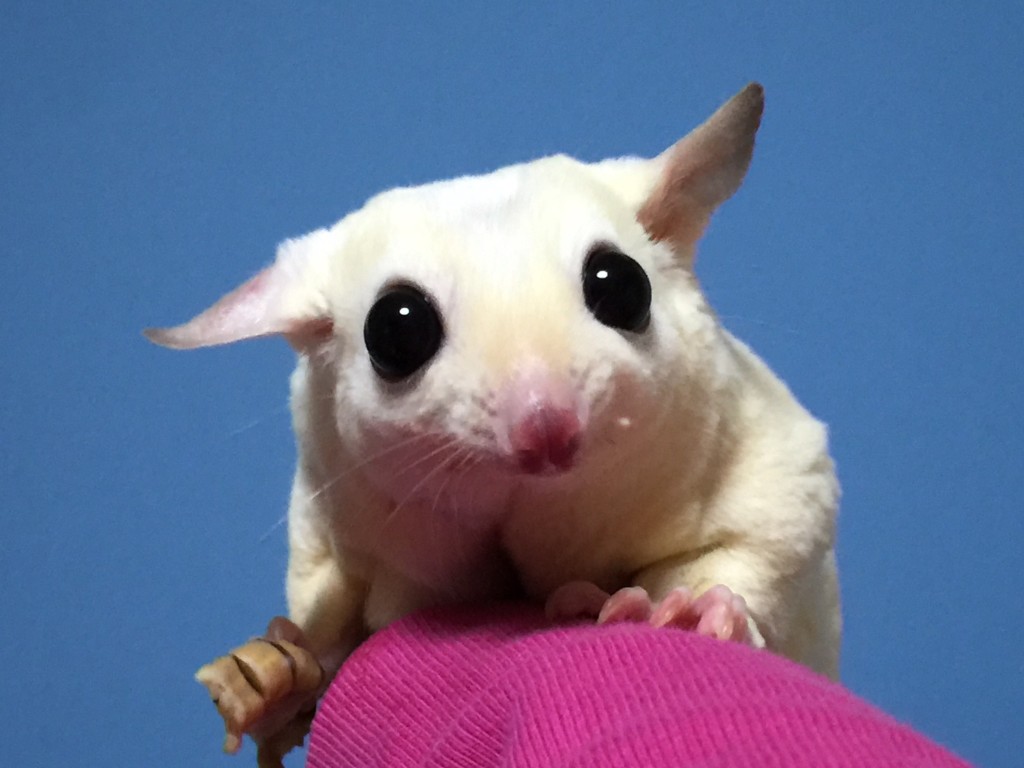 フクロモモンガ リューシスティック