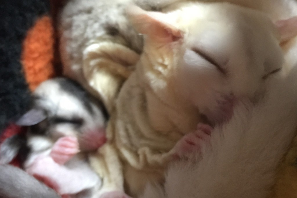 モザイクとモザイク・クリミノ