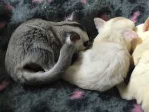 フクロモモンガ ホワイトフェイスとクリミノ