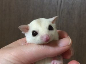 クリミノhetリューシ