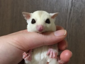 クリミノベビー