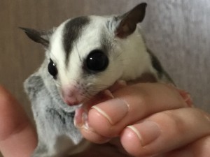 ホワイトフェイスhetクリミノ・リューシ