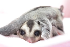 クラシック・グレー