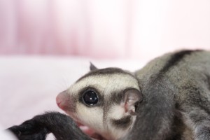 フクロモモンガの赤ちゃん