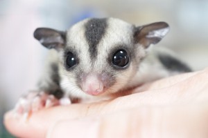 フクモモのベビー