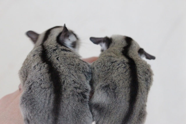 フクロモモンガ ノーマル