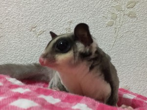 クラシックくんの横顔