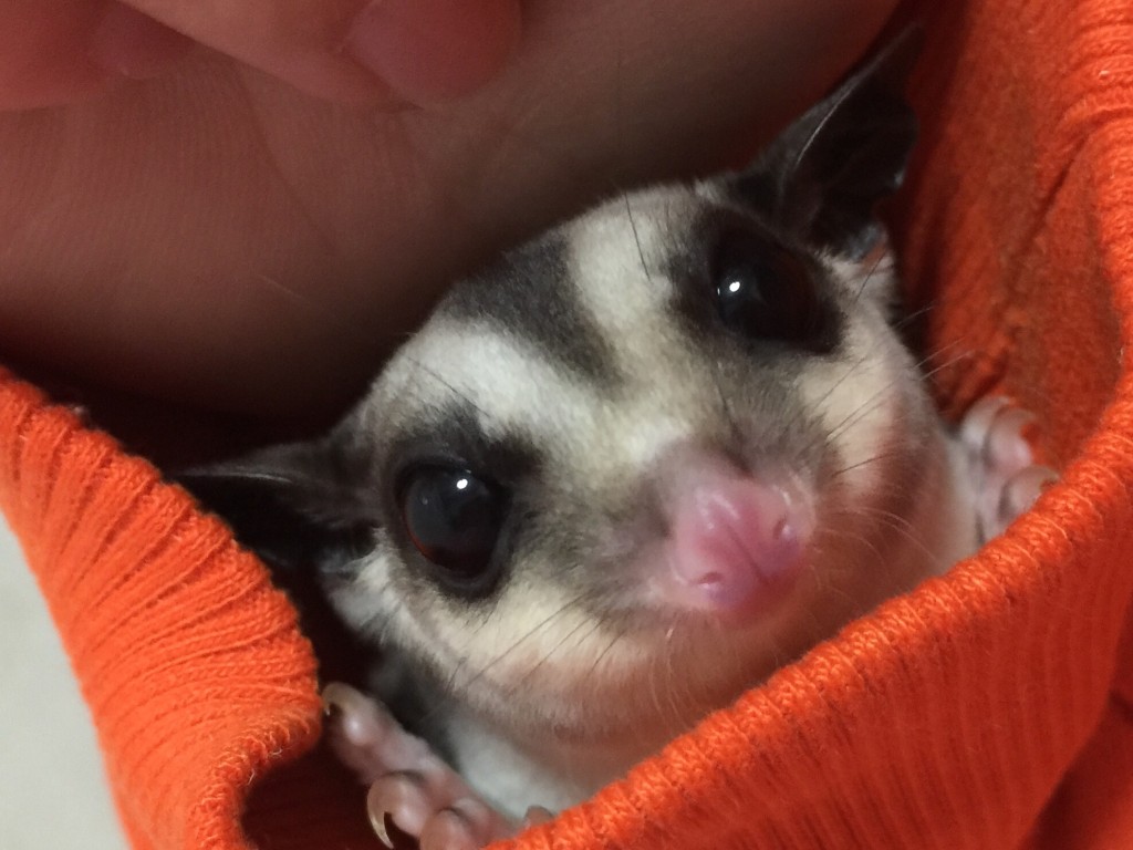 クラシック100%ヘテロリューシスティック