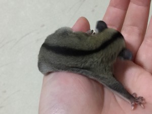 クラシックのベビー