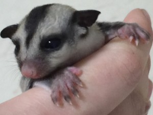 クラシックの女の子