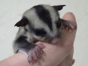 フクモモの女の子