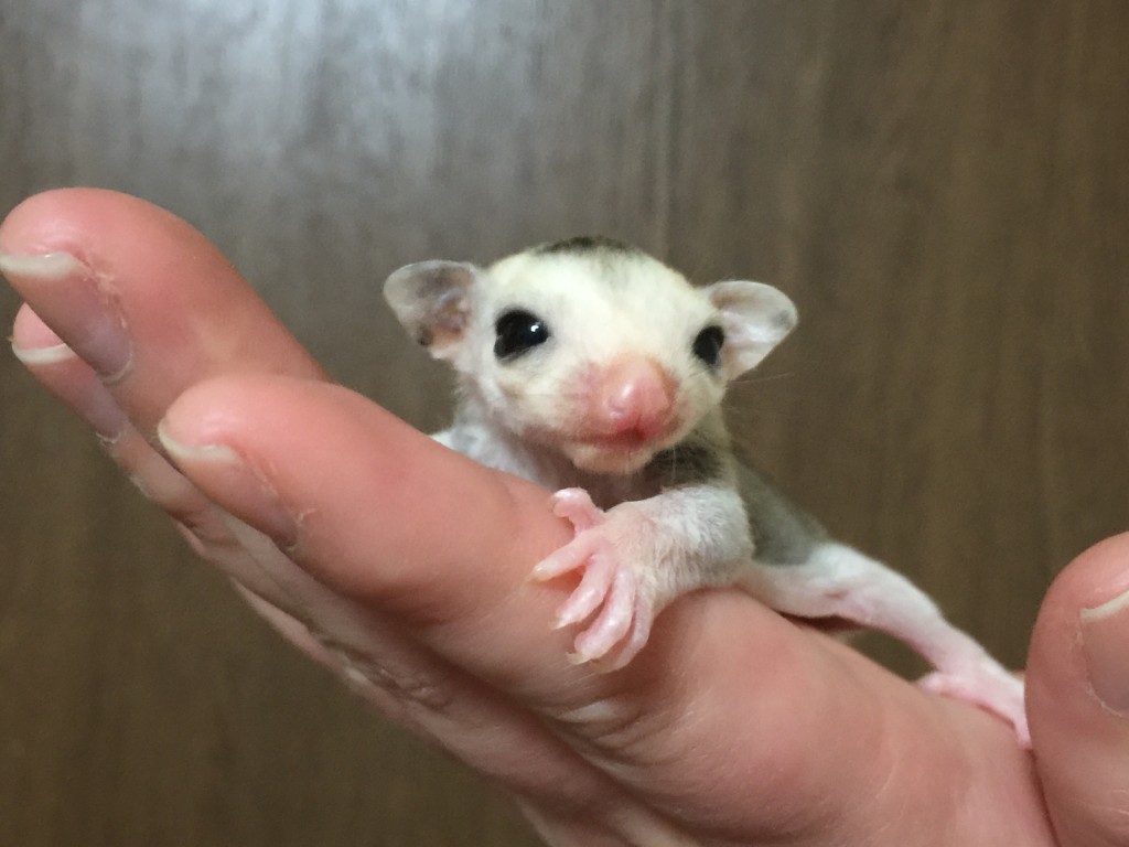 フクロモモンガのモザイク