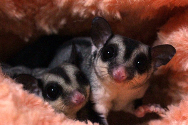 フクロモモンガ クラシック