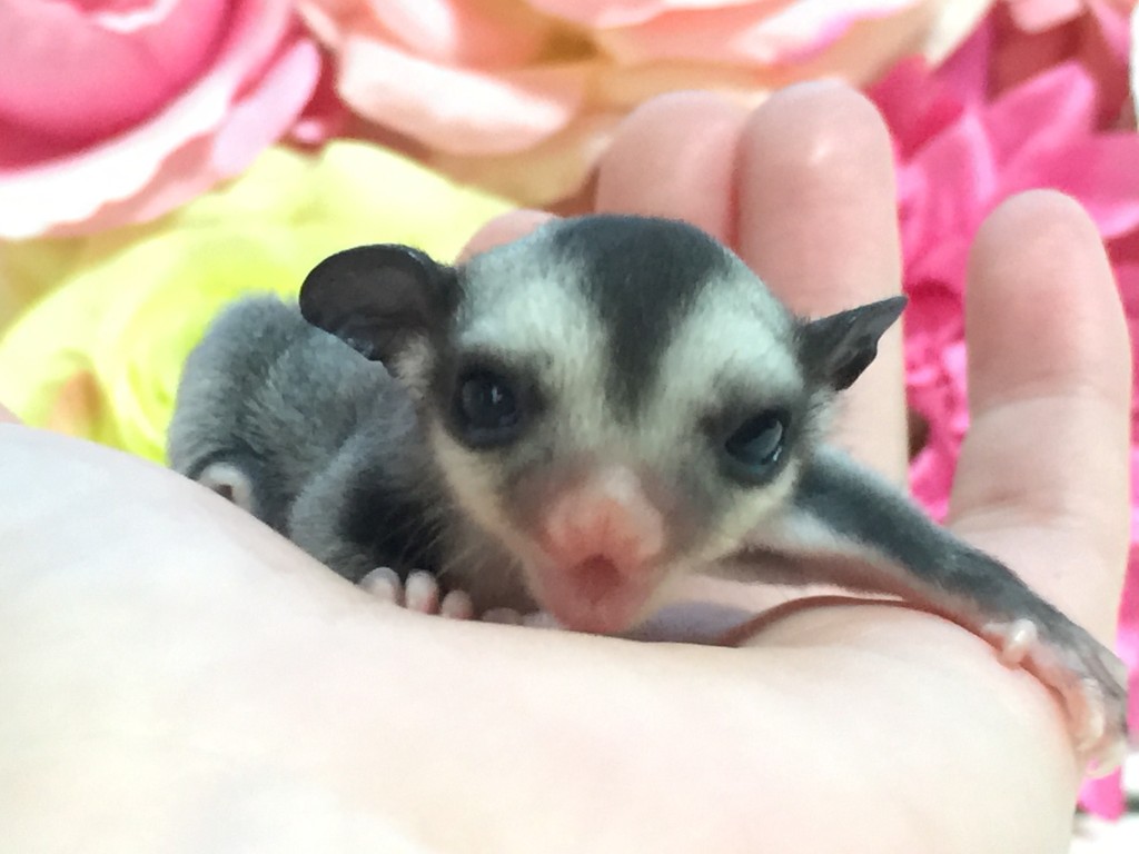 フクロモモンガのクラシック・グレー