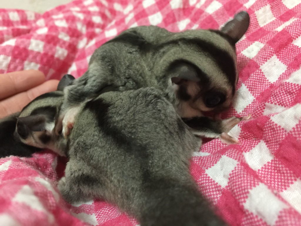 フクロモモンガ クラシック