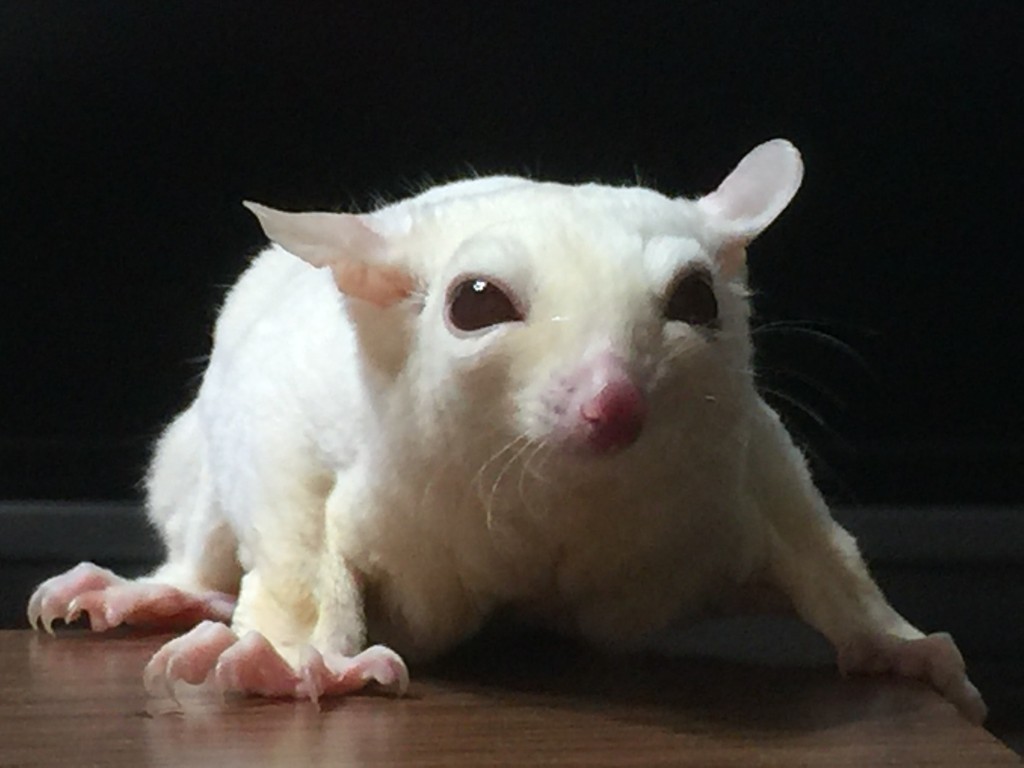 Ruby Leu Sugar Glider