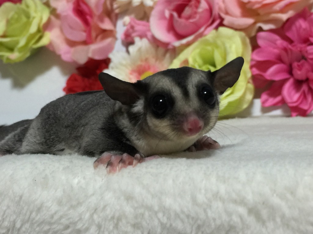 フクロモモンガのクラシック