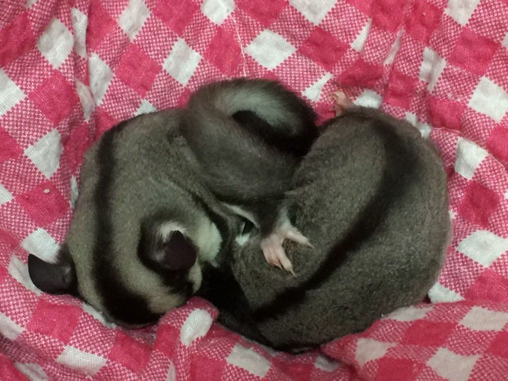 クラシックの双子