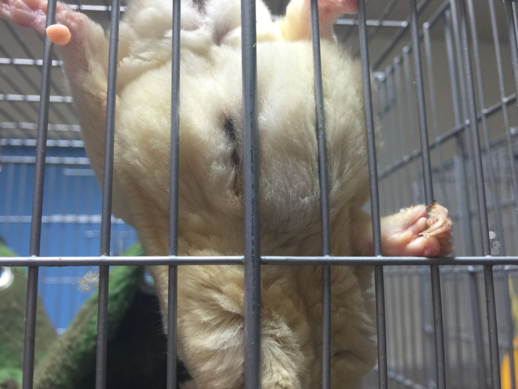 出産９週目くらいのフクロモモンガのお腹