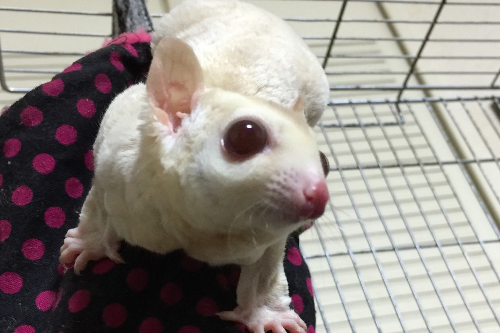 ホワイトフェイス・クリミノ